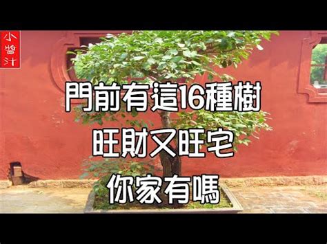 森樹風水|森樹種植：澆水秘訣